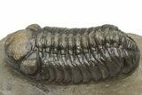 Detailed Austerops Trilobite - Ofaten, Morocco #225380-2